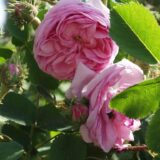 シャポー・ド・ナポレオン（Chapeau de Napoleon）