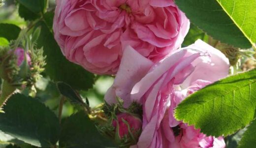 シャポー・ド・ナポレオン（Chapeau de Napoleon）