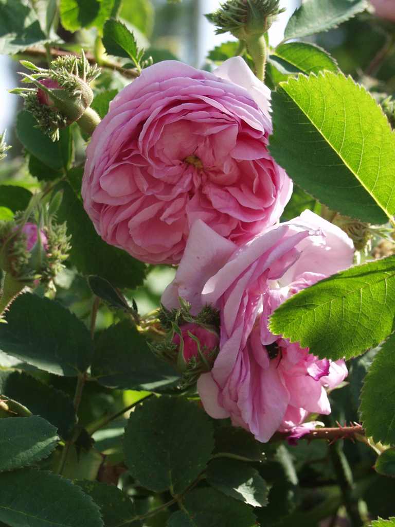 シャポー・ド・ナポレオン（Chapeau de Napoleon）