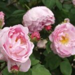 Constance Spry