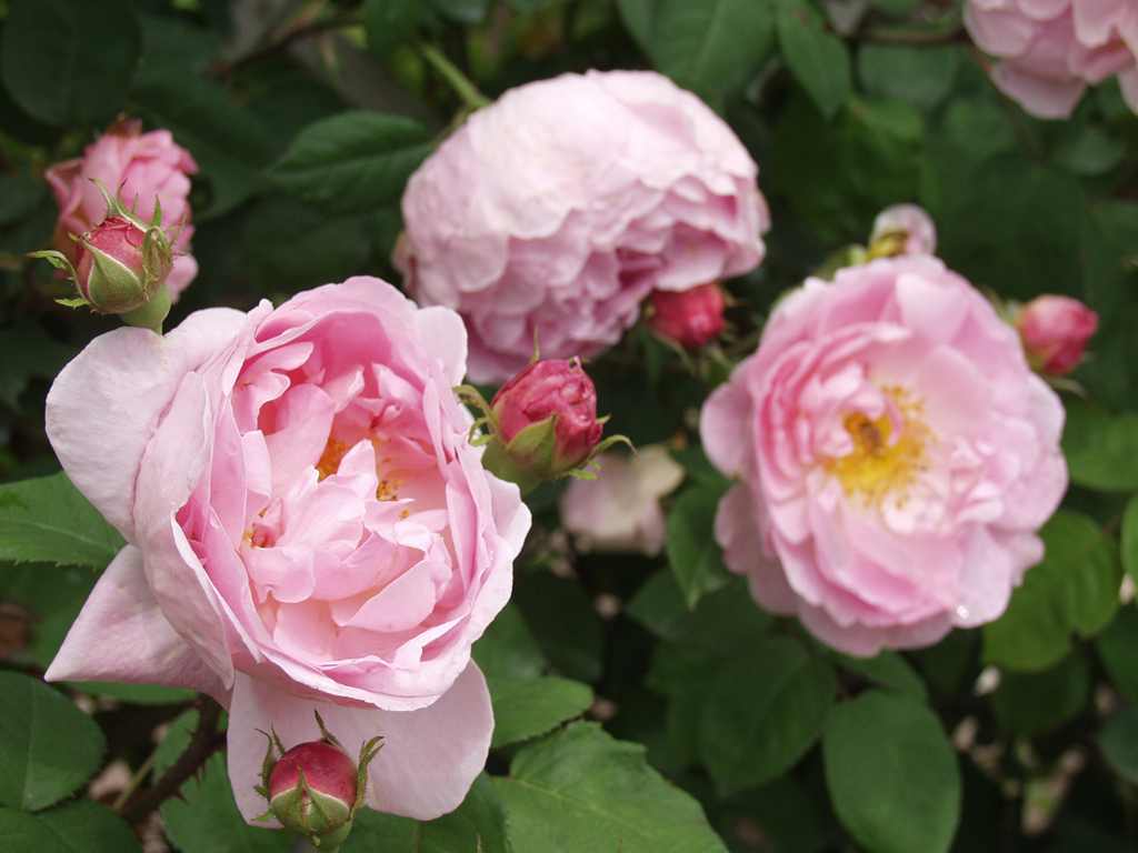 Constance Spry