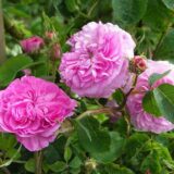 デジレ・パルメンティエ（Désirée Parmentier）- centifolia