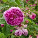 デュモルティエ（Dumortier）