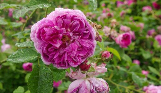 デュモルティエ（Dumortier）