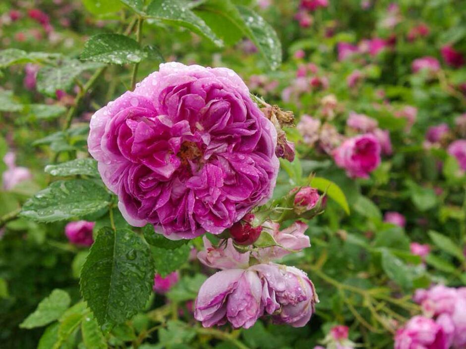 デュモルティエ（Dumortier）