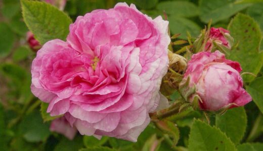 エステル（Esther）- gallica