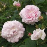 メイドンズ・ブラッシュ（Maiden's Blush）