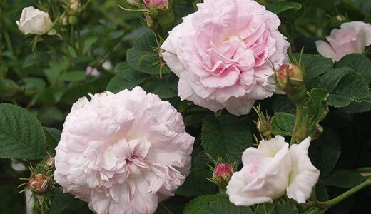 メイドンズ・ブラッシュ（Maiden's Blush）