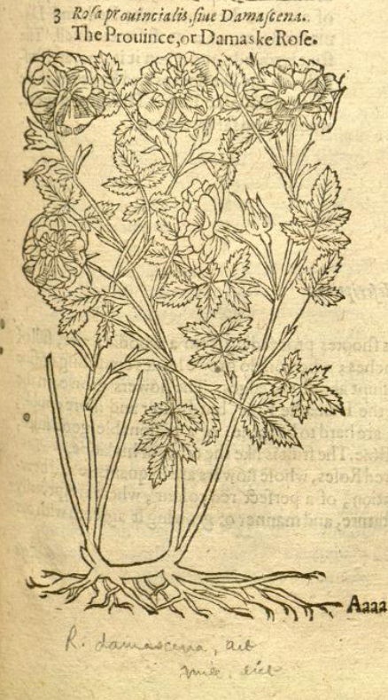 ホワイト・ローズ_ジェラードの本草書