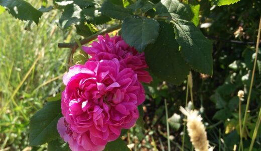 ジョアジーヌ・アネ（Joasine Hanet）- damask perpetual