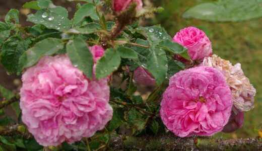 マリー・ド・ブルゴーニュ（Marie de Bourgogne）- moss