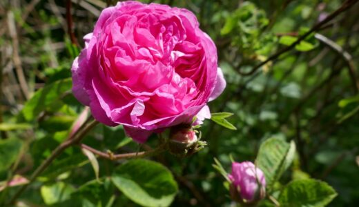 ウィエ・フラマン（Oeillet Flamand）- gallica