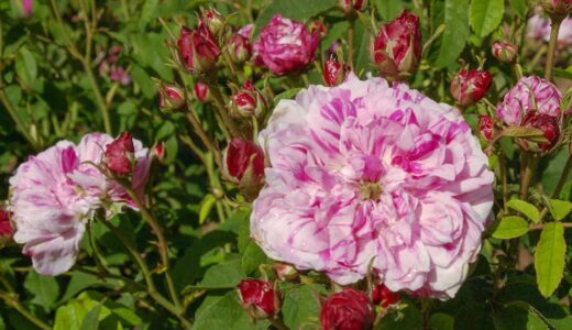 ペルル・デ・パナッシェ（Perle des Panachées）- gallica