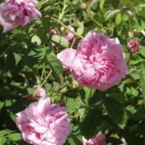 Rosa centifolia