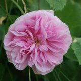 Rosa centifolia minor