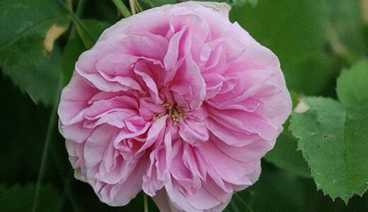 ロサ・ケンティフォリア・ミノール（R. centifolia minor）- centifolia