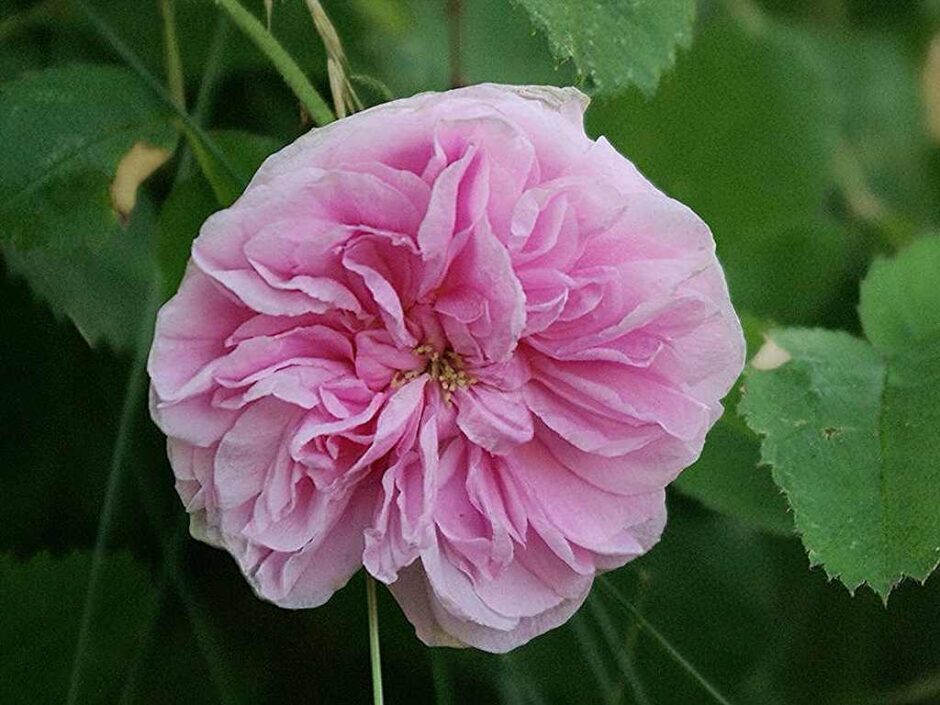 Rosa centifolia minor