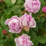 スール・マルテ（Soeur Marthe）- moss