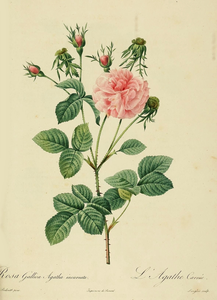 Pierre-Joseph&nbsp;Redouté "Agatha Incarnata"、1824
