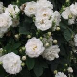 アルバ・マキシマ（Alba Maxima）