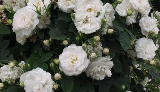 アルバ・マキシマ（Alba Maxima）