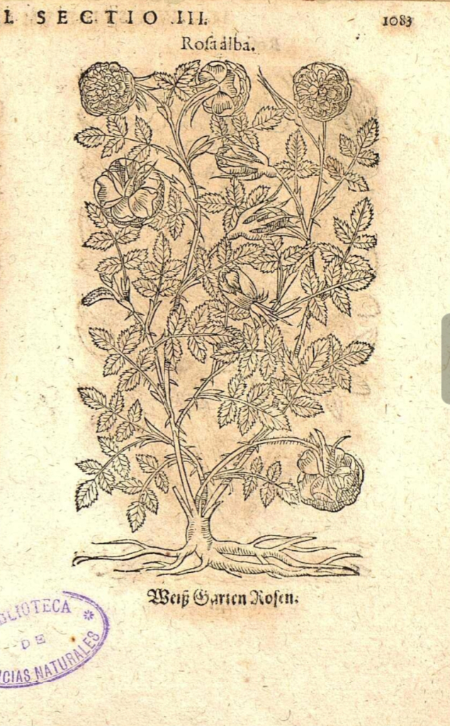 ”ロサ・アルバ、ホワイト・ローズ（Rosa alba. Weiß Garten Rosen）"