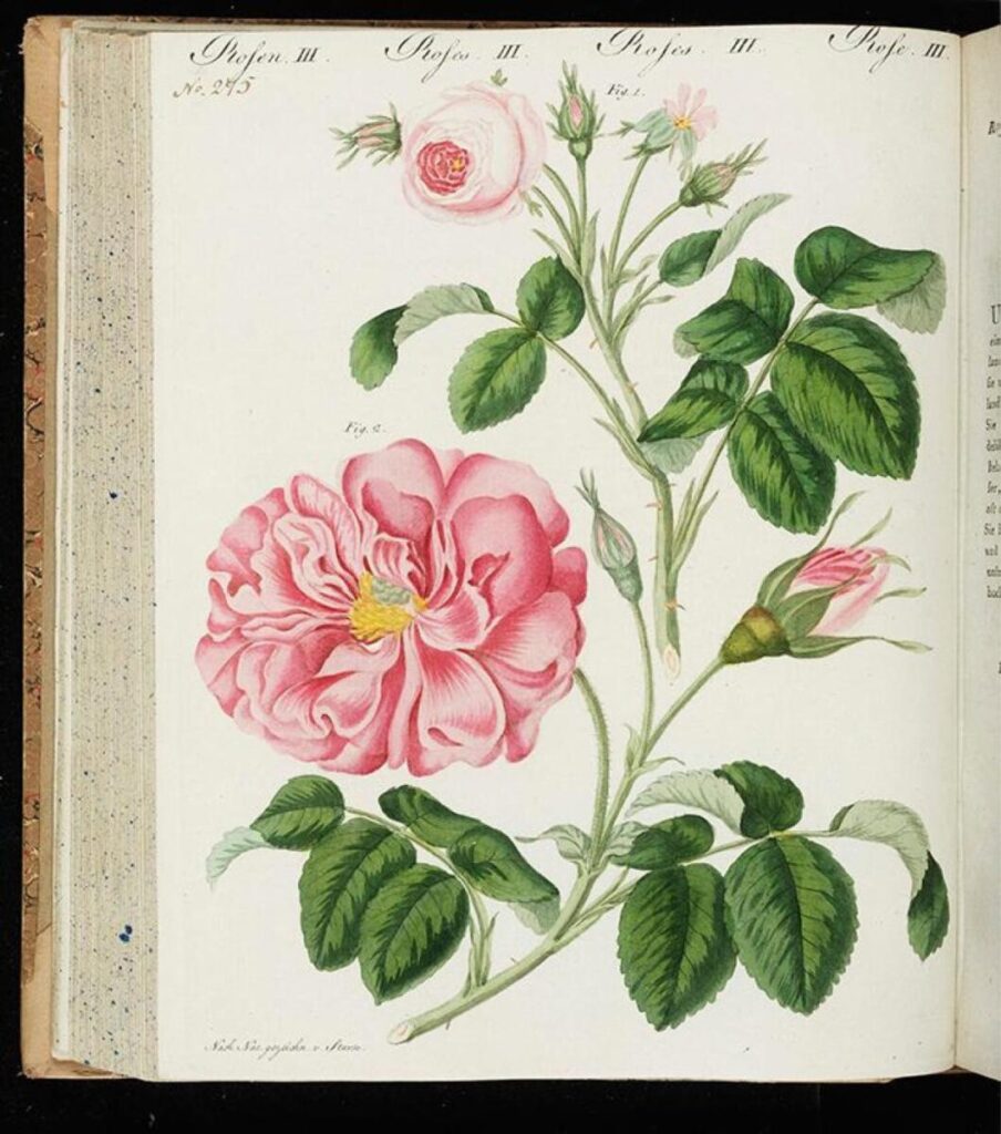 Friedrich Johann Justin Bertuch ”子供のための絵本（Bilderbuch für Kinder）" IV、1802