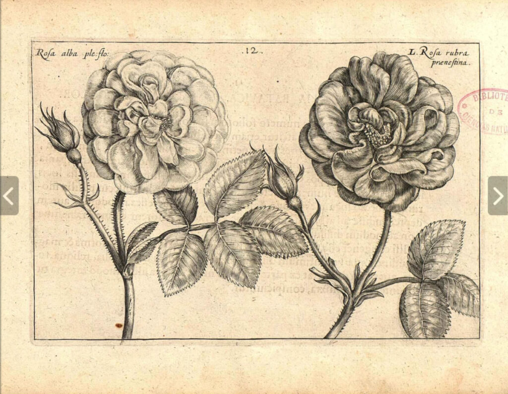 アルバ（左）、ガリカ（右）’　Illustration of "Hortus Floridus " 