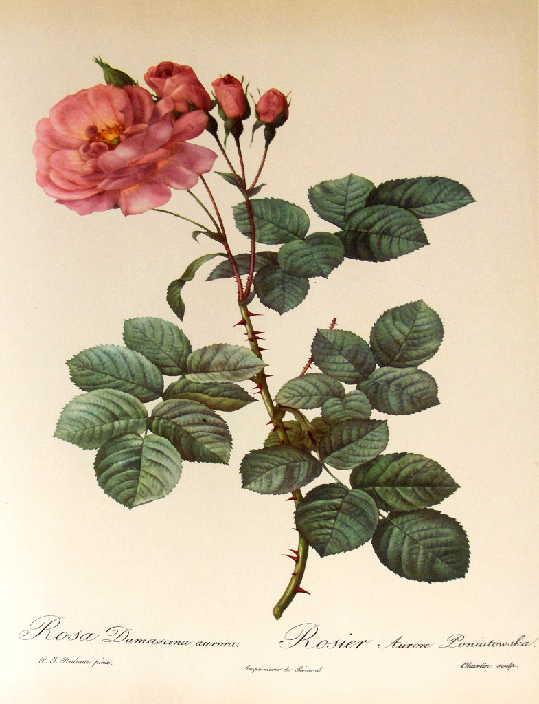 ロサ・ダマスケナ・オーロラ、ロジエ・オーロール・ポニアトヴスカ（Rosa damascena aurora, Rosier Aurore Poniatowska）