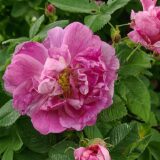 ロサ・フランコフルターナ（Rosa francofortana）