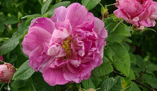 ロサ・フランコフルターナ（Rosa francofortana）