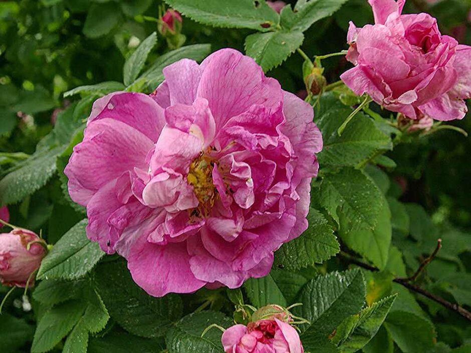 ロサ・フランコフルターナ（Rosa francofortana）