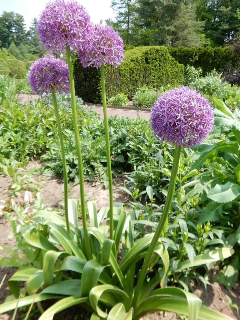 A. ホランディカム 'パープルセンセーション'（A. hollandicum ‘Purple Sensation’）