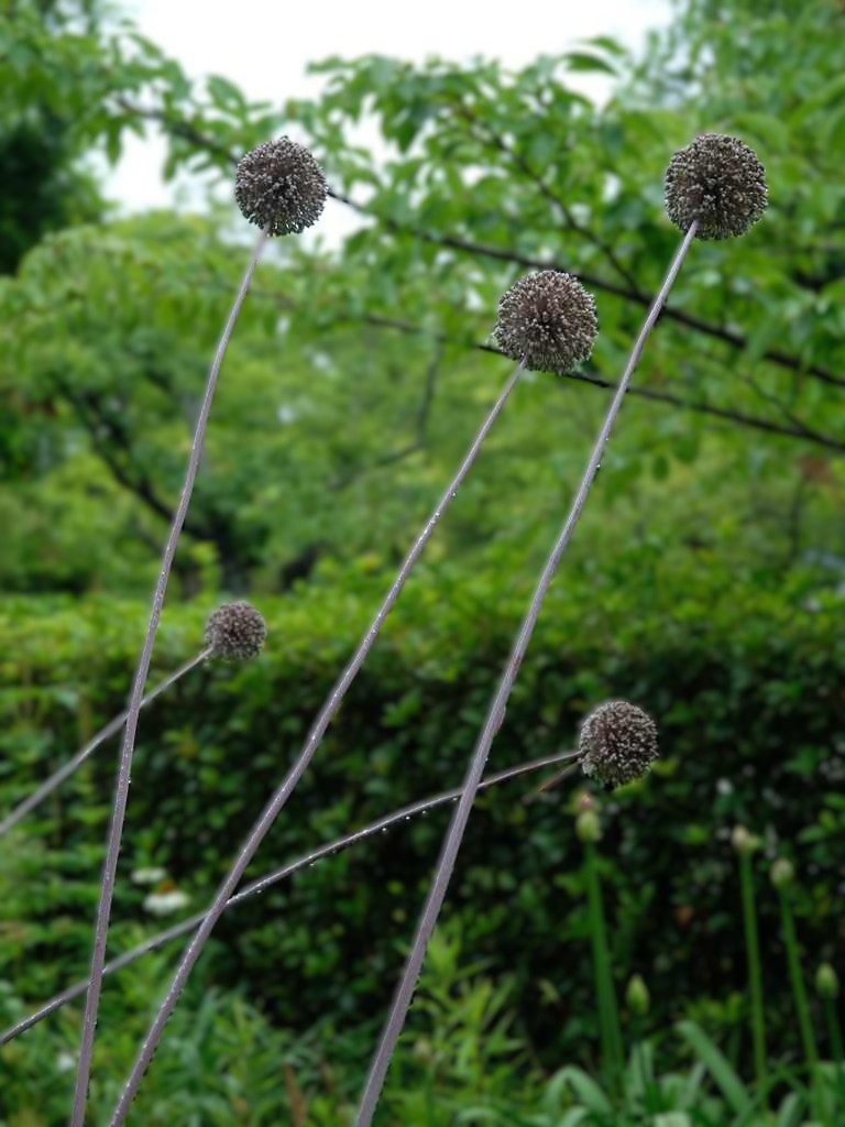 A. サマードラマー（A. ‘Summer Drummer’）