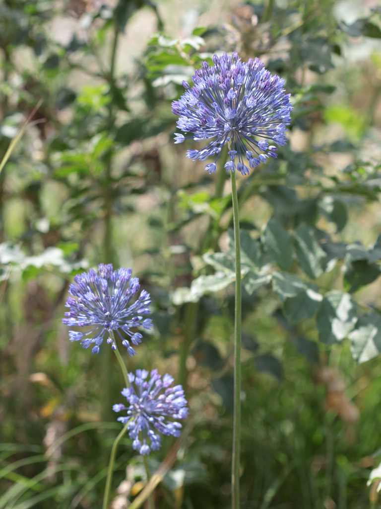 A. カエルレウム（A. caeruleum）