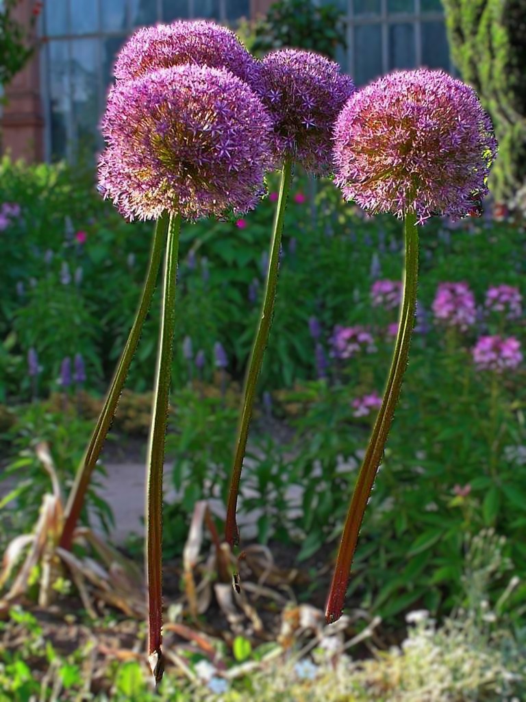 A. ギガンテウム（A. giganteum）