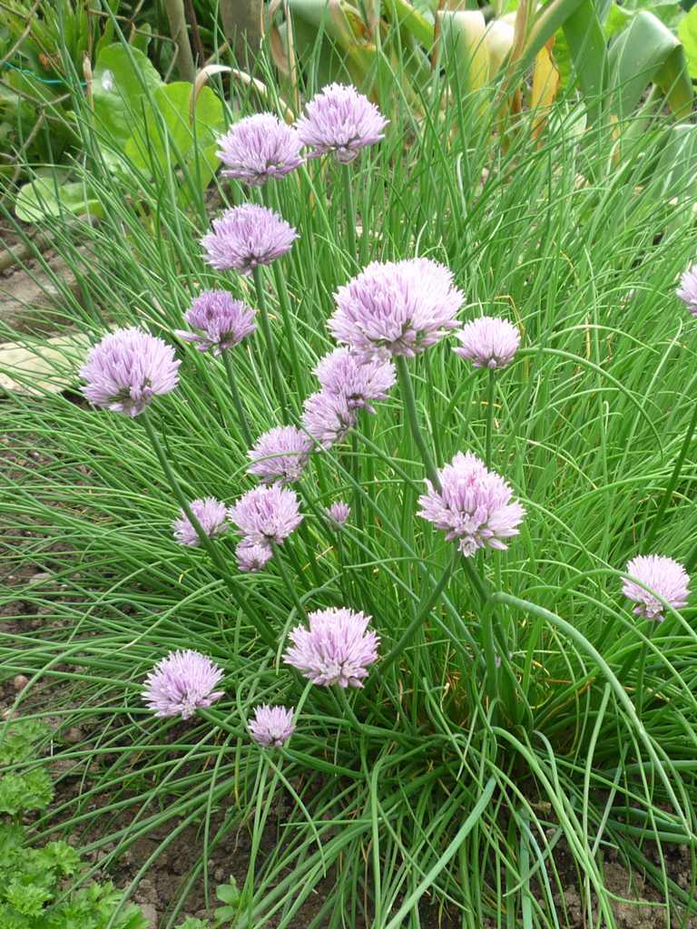 チャイブ（chives；学名 A. choenoprasum&nbsp;var.&nbsp;schoenoprasum）
