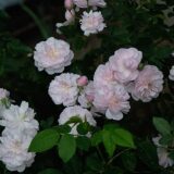 Arcata Pink Globe