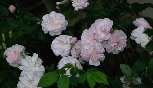 Arcata Pink Globe