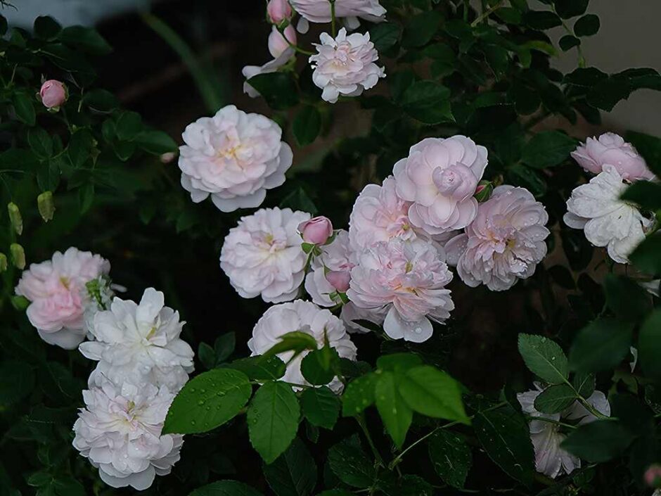 Arcata Pink Globe