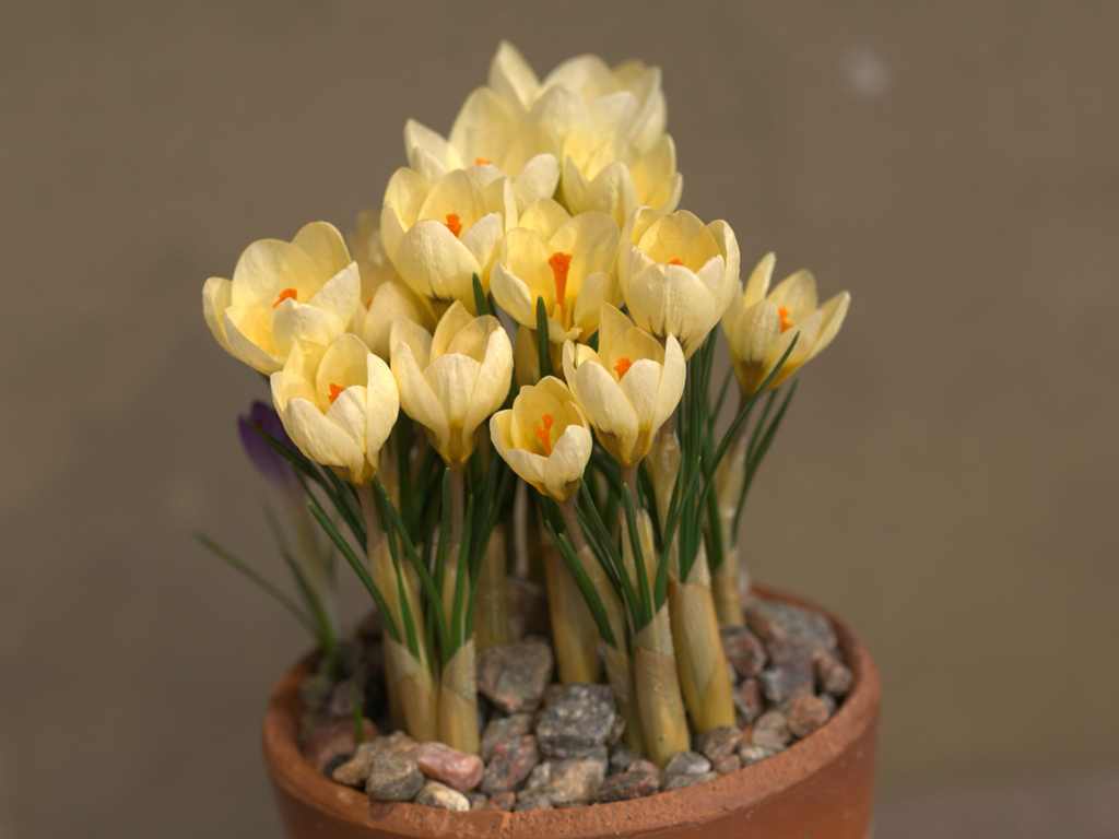クリームビューティ
C. chrysanthus 'Cream Beauty'