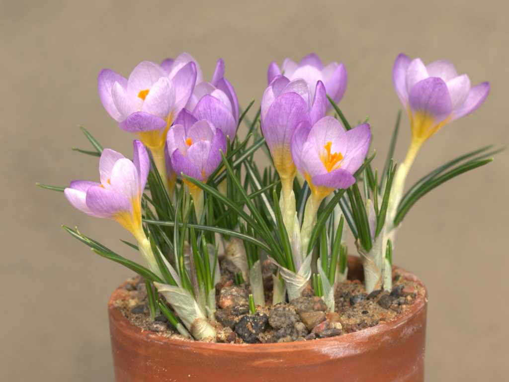 ファイヤーフライ
C. sieberi 'Firefly'
花期：2月末～3月