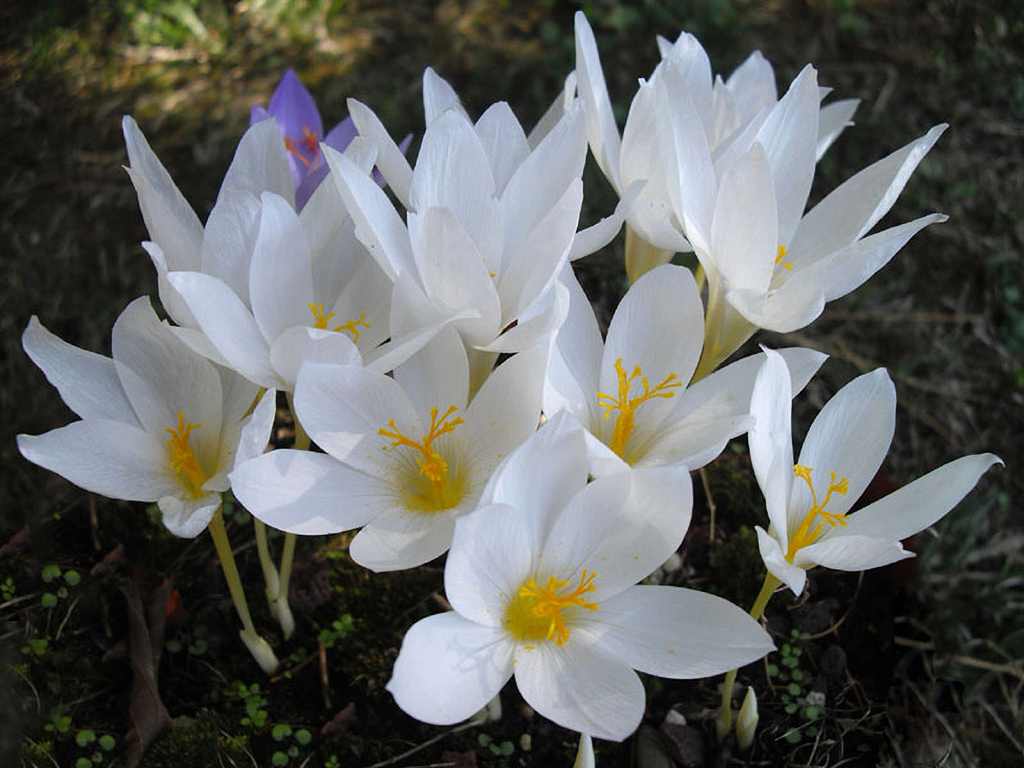 アルブス
C. tommasinianus 'Albus'