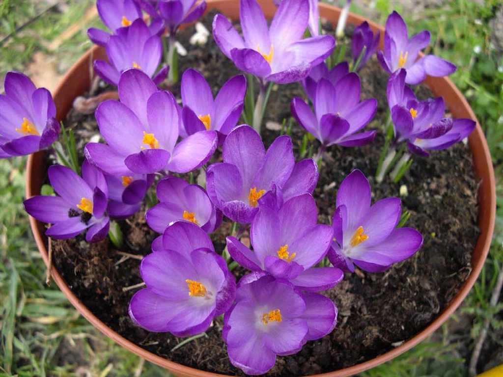 ホワイトウェル・パープル
C. tommasinianus 'Whitewell Purple'