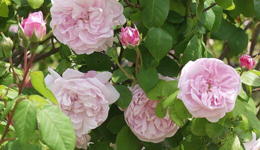 ファンタン＝ラトゥール（Fantin-Latour）- centifolia