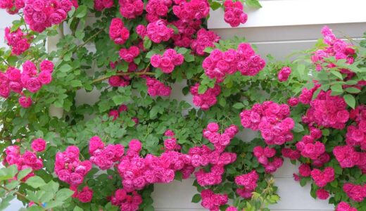 ゲシュヴィント・ショーンステ（Geschwinds Schönste）- Hybrid multiflora