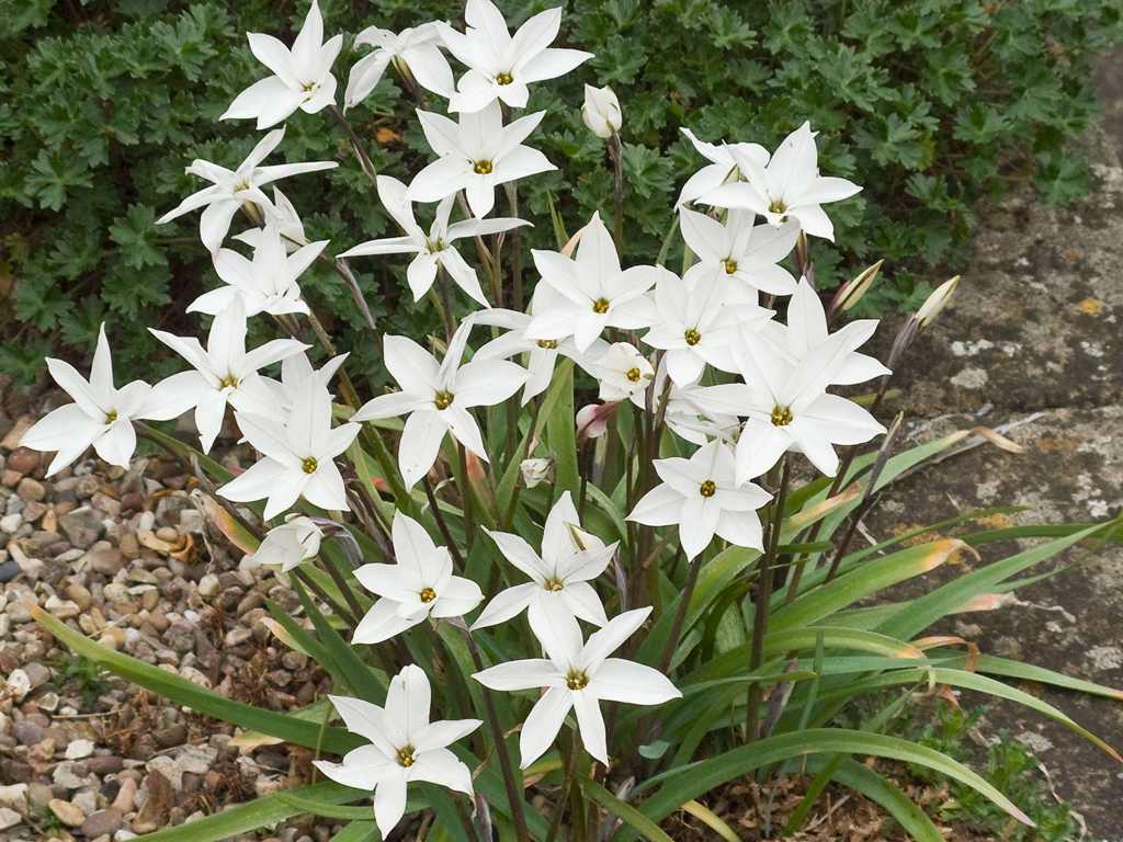 白花ハナニラ（Ipheion uniflorum 'Alberto_Castillo'）