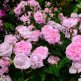 イスパハン（Ispahan）- damask