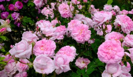 Ispahan
