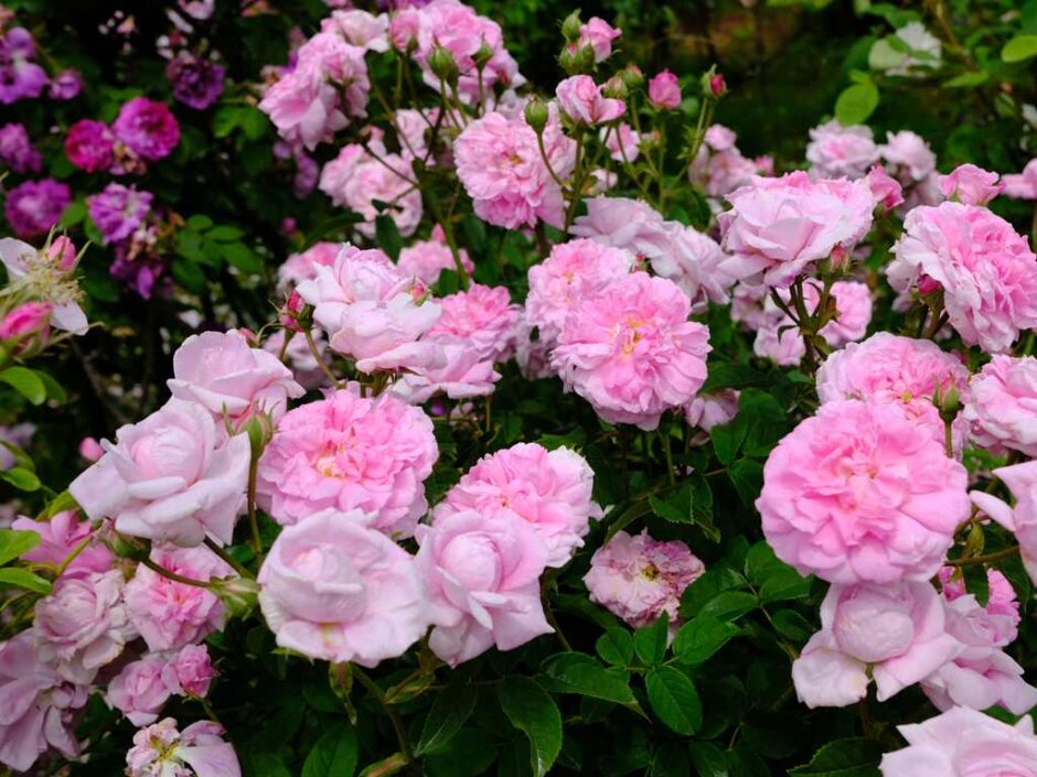 Ispahan